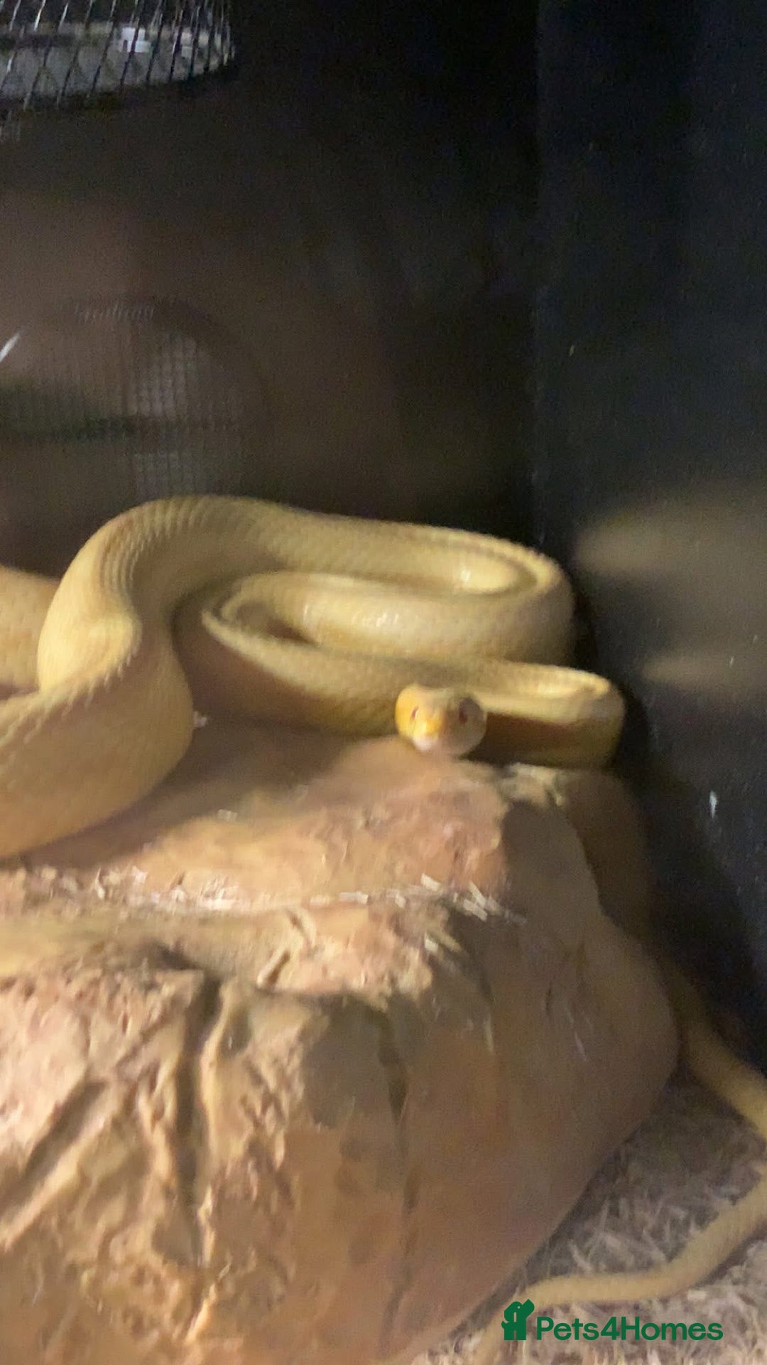 Snake reptiles for sale: Boa constrictor and Corn snake - Advert 6