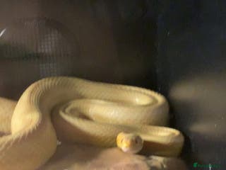 Snake reptiles Corn snake - Advert 4