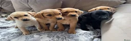 Labrador Retriever dogs for sale:  kc registered Labrador puppies  - Advert 4