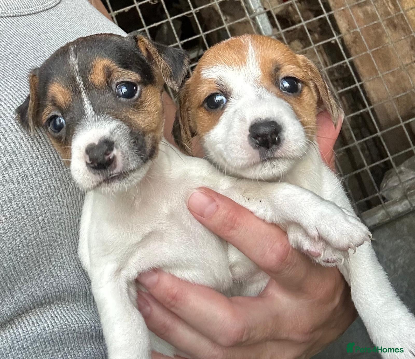 Jack Russell dogs Fantastic jack russel puppies - Advert 1