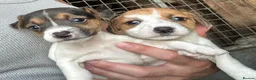 Jack Russell dogs for sale: Fantastic jack russel puppies - Advert 1