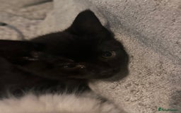 Ragdoll cats for sale: Calicox ragdolls - Image 11