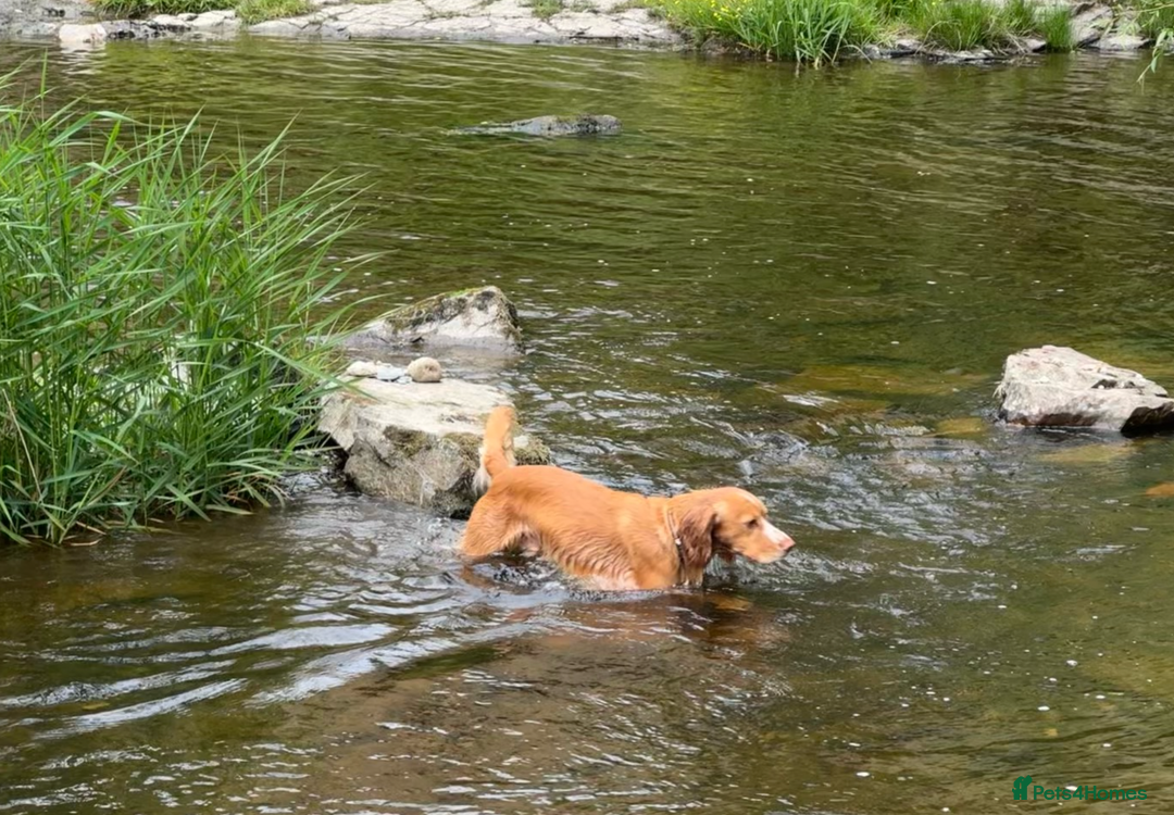 Cocker Spaniel dogs for stud: KC Working Cocker Spaniel - Advert 4