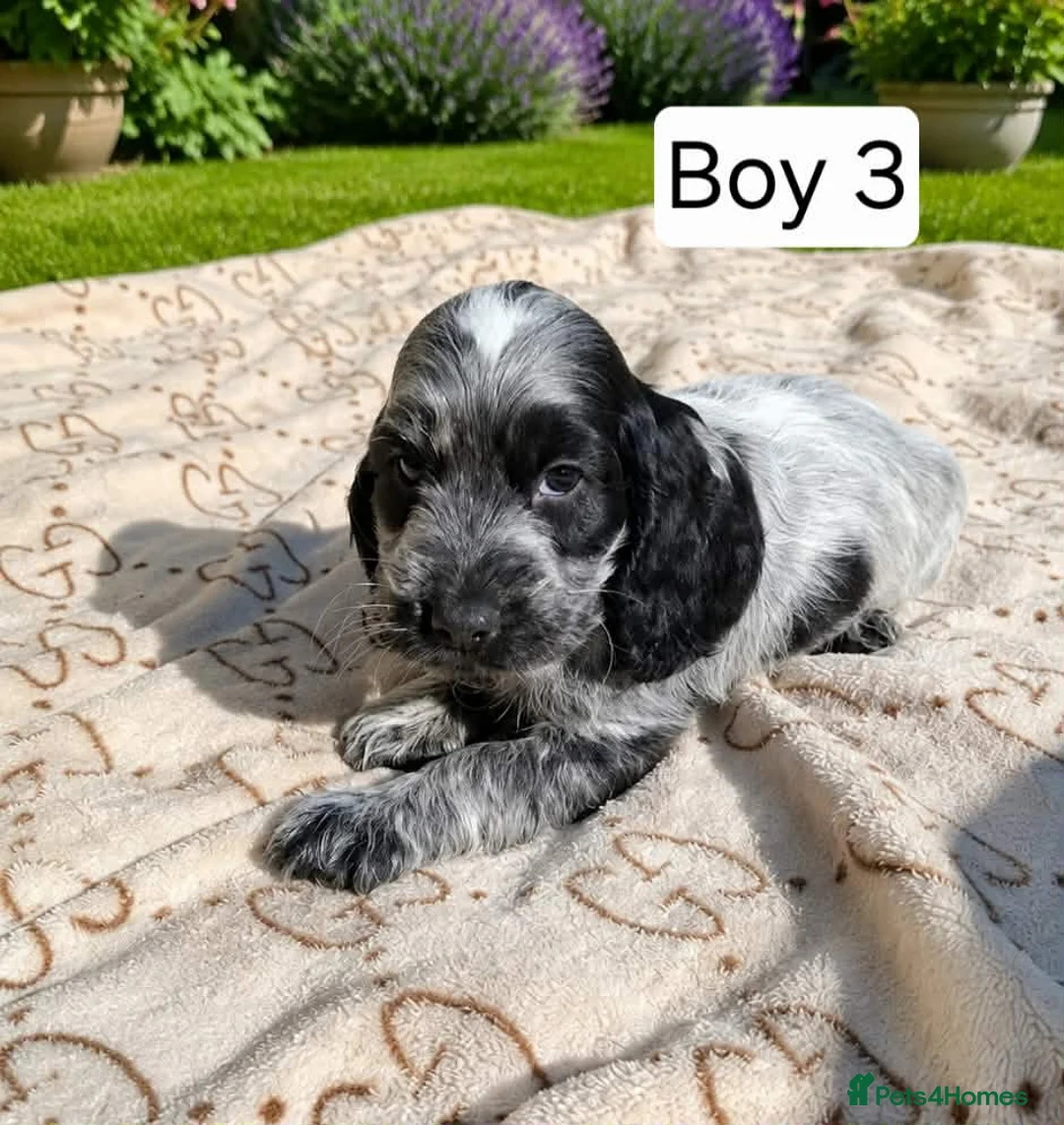 Cocker Spaniel dogs for sale: Beautiful Show Cocker Spaniel Puppies  - Advert 1