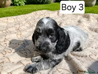 Cocker Spaniel dogs Beautiful Show Cocker Spaniel Puppies - Advert 1