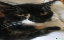 American Shorthair cats for sale: Cat for sale  - Image 1