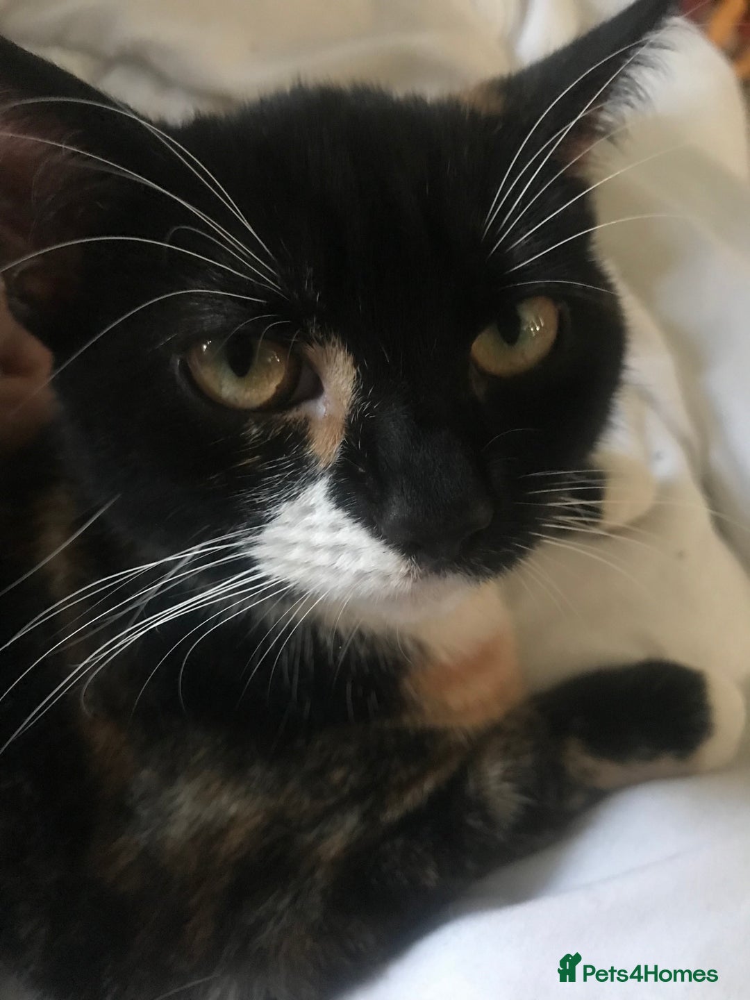 American Shorthair cats for sale: Cat for sale  - Image 1