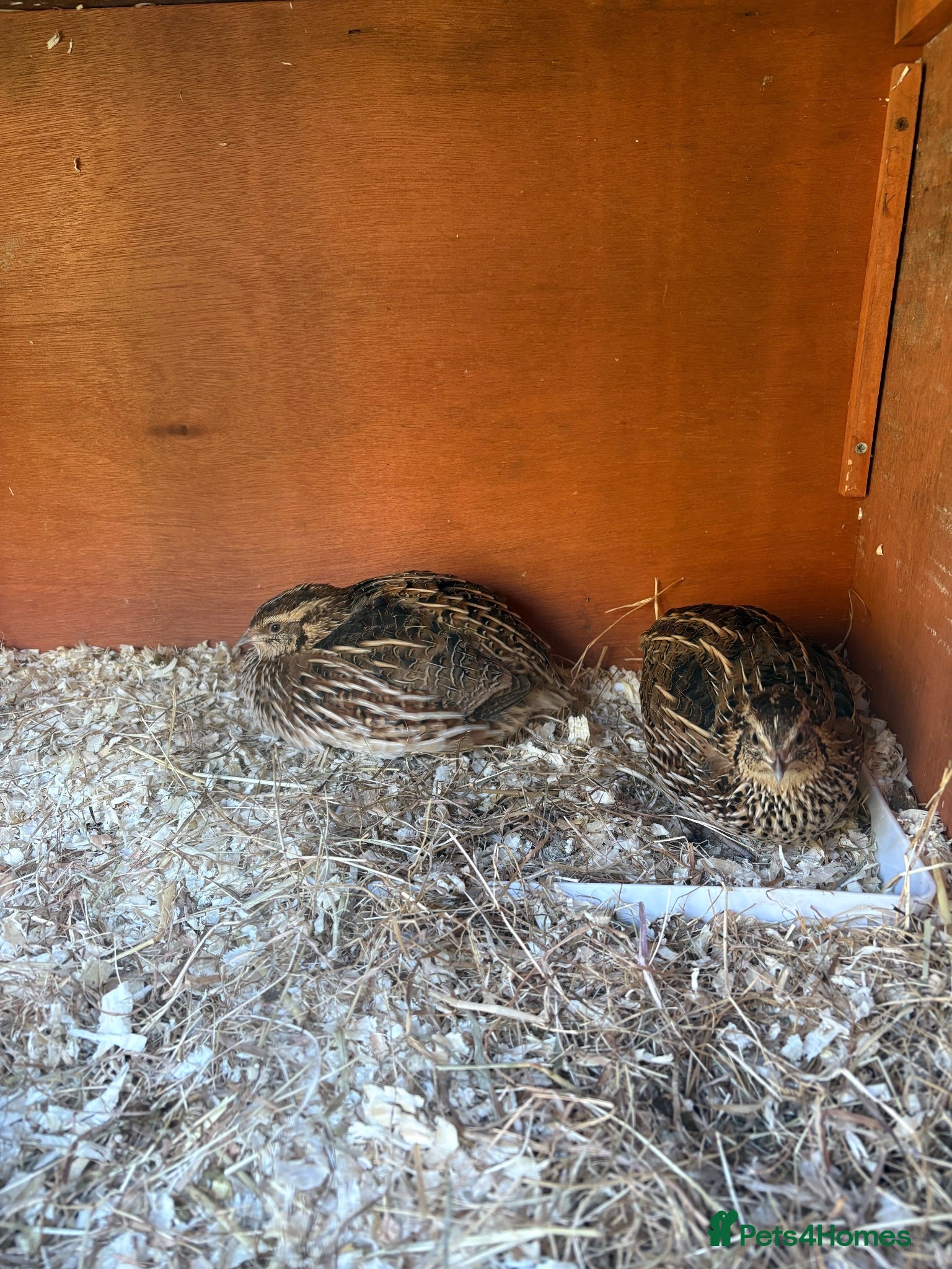 Quail poultry 2 female quail - Advert 1