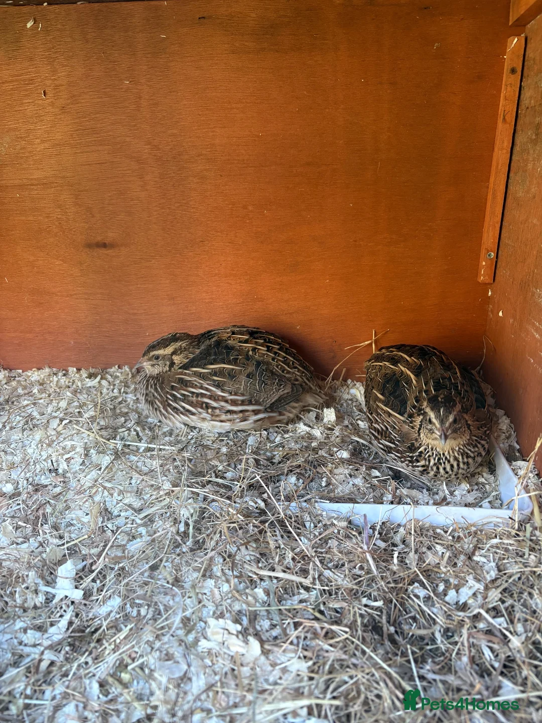Quail poultry for sale: 2 female quail in Reading - Advert 1