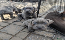 Cane Corso dogs for sale: Cane corso puppies.. - Image 22