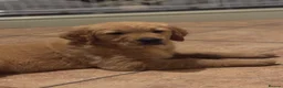 Golden Retriever dogs for sale: Beautiful KC Reg Golden Retriever puppies!!  - Advert 3