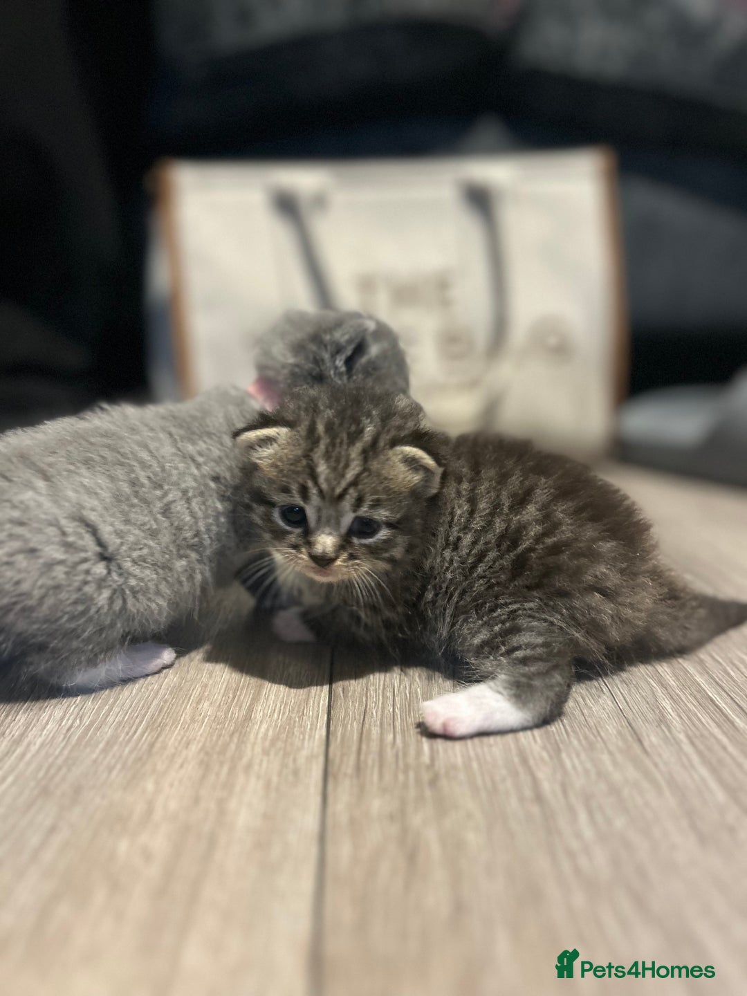 Persian cats for sale: Beautiful Persian kittens / 1 mixed breed  - Image 12