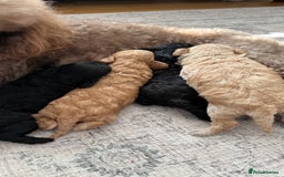 Toy Poodle dogs for sale: Toy poodles (5 girls and 2 boys) - Image 5