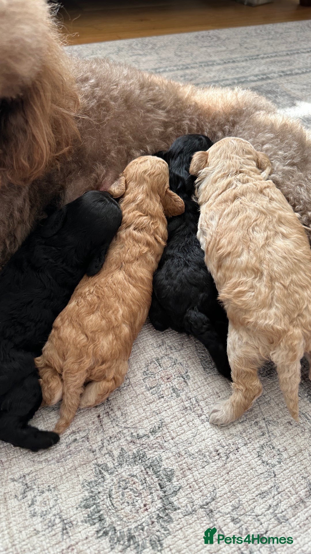 Toy Poodle dogs for sale: Toy poodles (5 girls and 2 boys) - Image 5
