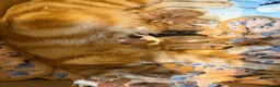 Mixed Breed cats for sale: Gorgeous friendly kittens  - Advert 2