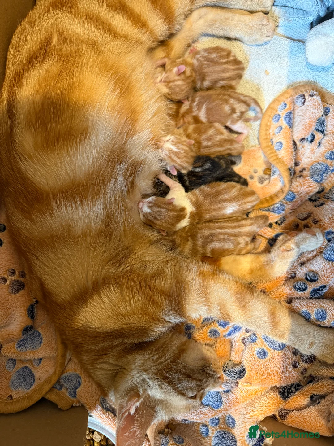 Mixed Breed cats for sale: Gorgeous friendly kittens  - Advert 2