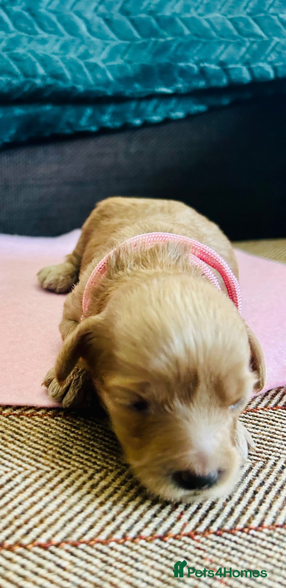 Labradoodle dogs Cute 🥰 Miniature Labradoodle Pups  - Advert 2