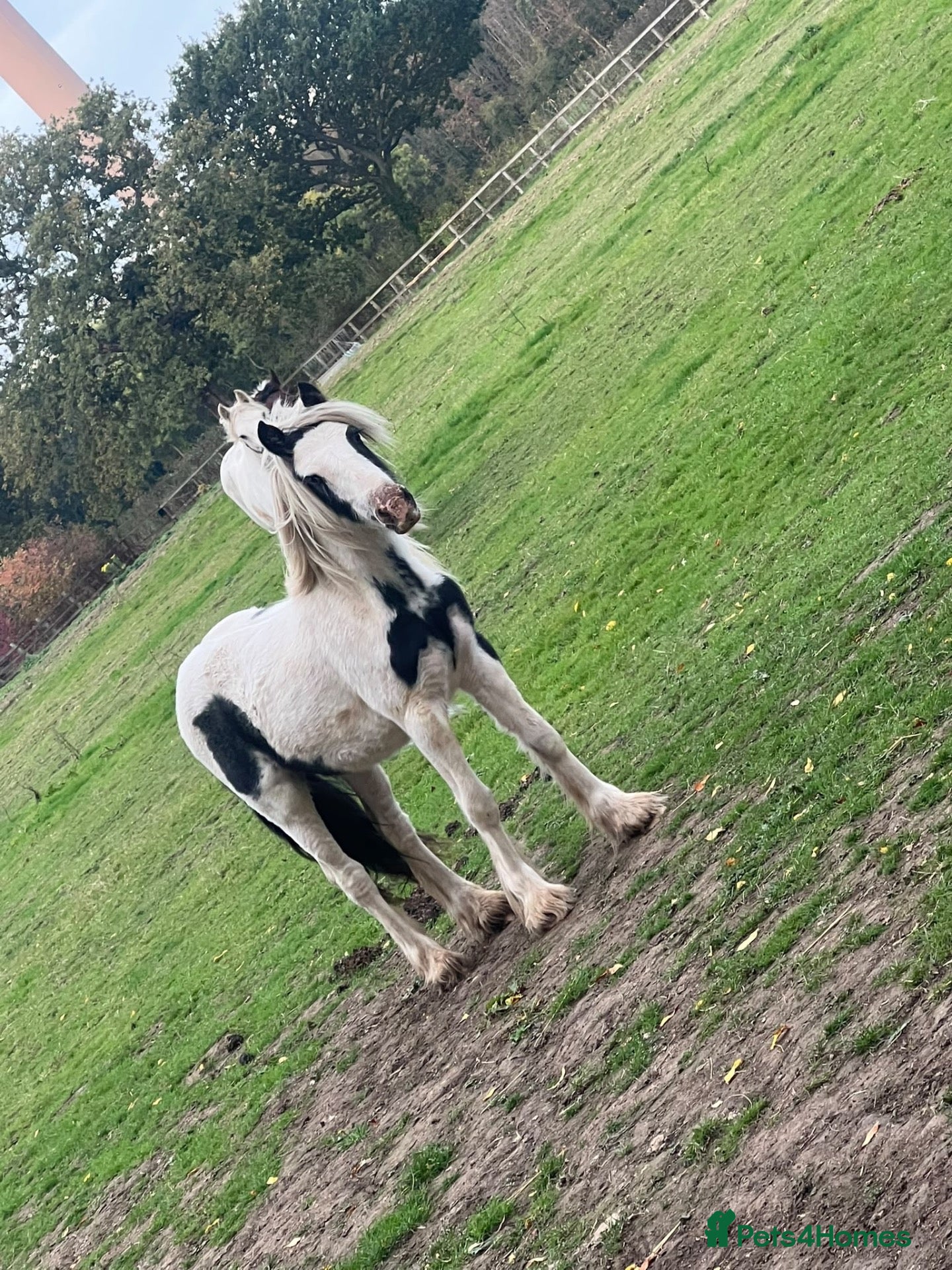 Irish Cob horses 12 month old colt to make around 14hh - Advert 6