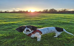 Miniature Dachshund dogs for sale: Miniature Dachsund  - Advert 3