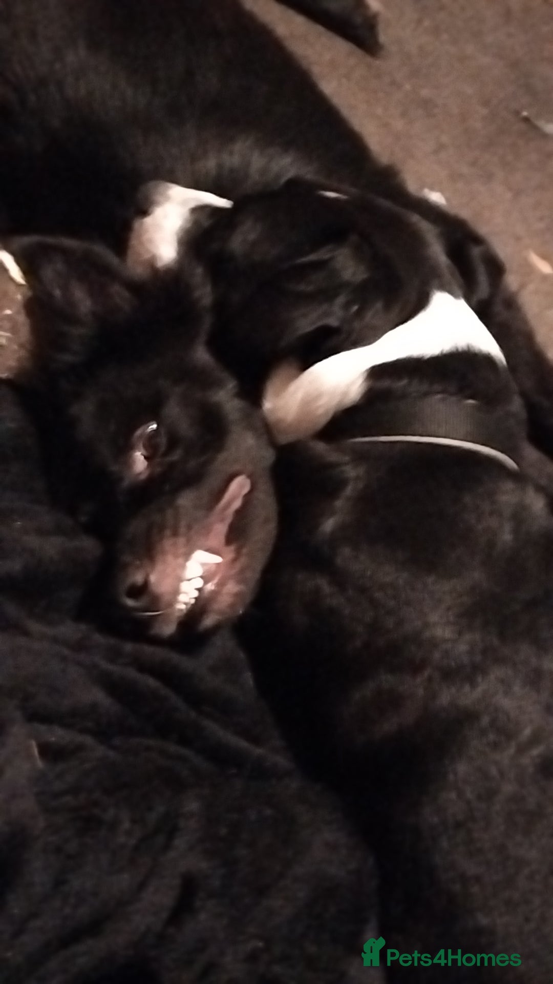 Mixed Breed dogs for sale: Beautiful male buster  - Advert 14