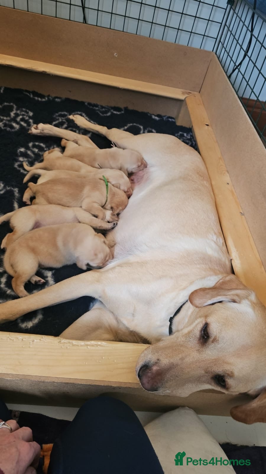 Labrador Retriever dogs KC Registered Labrador Retriever Puppies - Advert 1