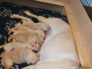 Labrador Retriever dogs KC Registered Labrador Retriever Puppies - Advert 2