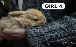 Mini Lop rabbits for sale: Friendly, Handled, Beautiful Baby Bunnies for Sale - Image 16