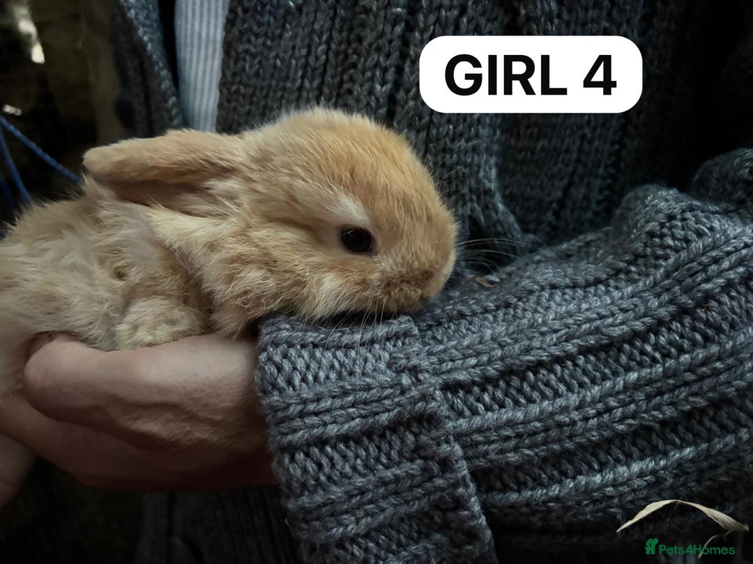 Mini Lop rabbits for sale: Friendly, Handled, Beautiful Baby Bunnies for Sale - Image 16