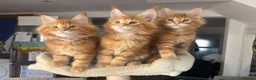 Maine Coon cats for sale: Ready Now TICA Registered Maine Coon Kittens Red - Advert 5