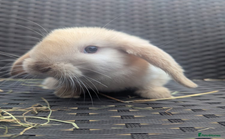 Mini Lop rabbits - Advert 1