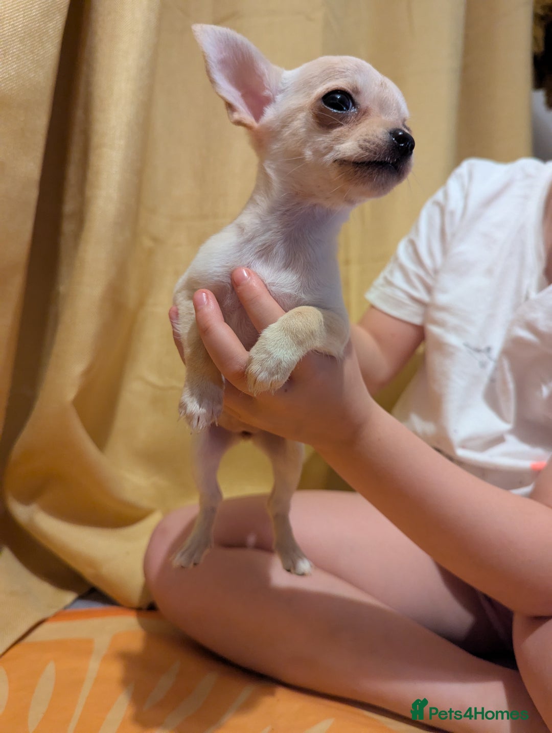 Chihuahua dogs for sale: 2 female chihuahuas  - Image 5