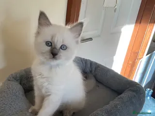 Ragdoll cats RARE RAGDOLL KITTENS - Advert 5