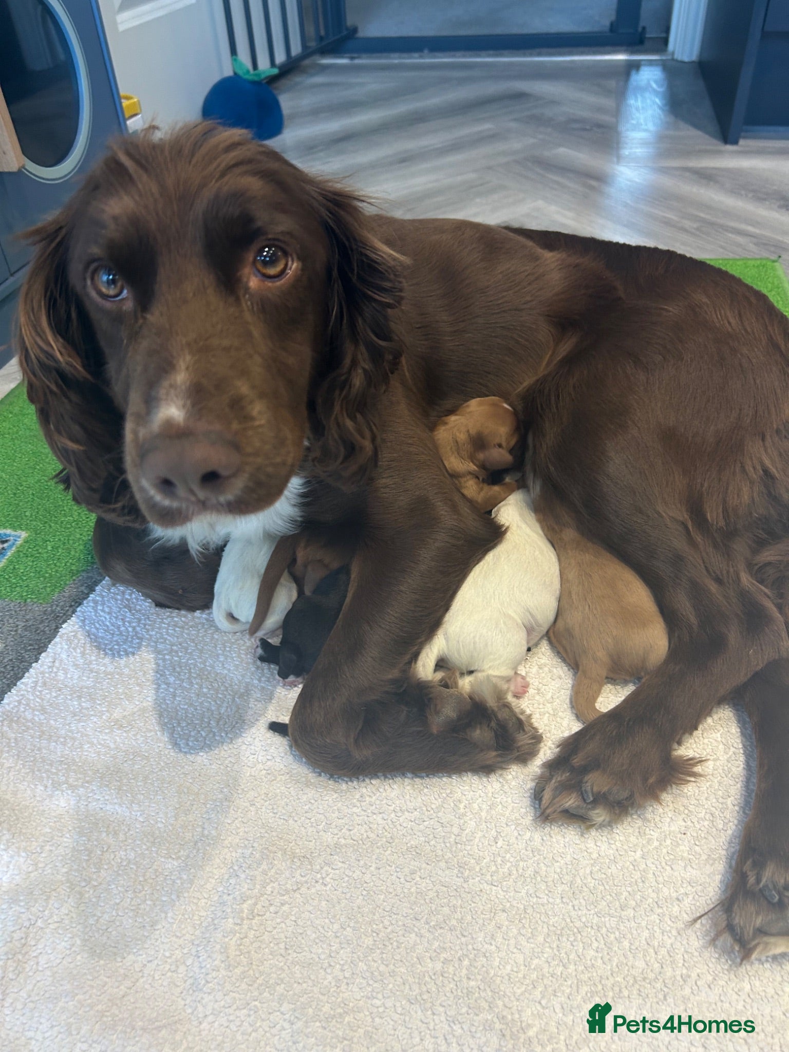 Sprocker dogs ✨ Sprocker Spaniel Puppies ✨ - Advert 6