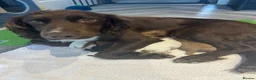 Sprocker dogs for sale: ✨ Sprocker Spaniel Puppies ✨ - Advert 1