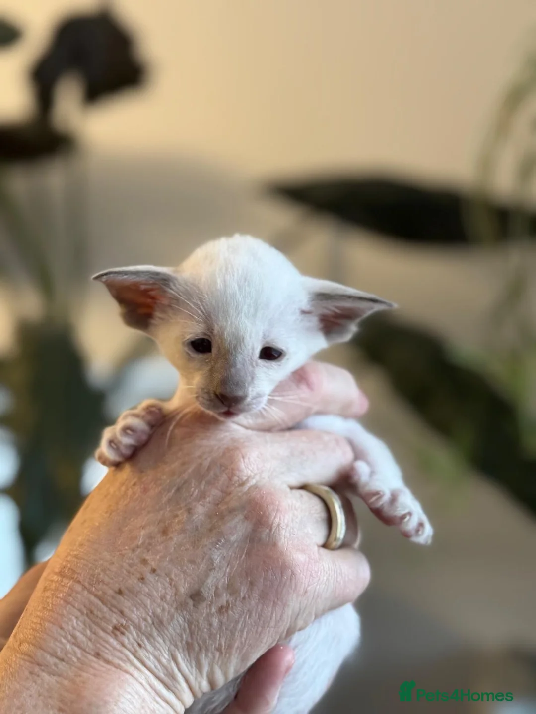 Siamese cats for sale: Stunning Oriental and Siamese kittens - Advert 10