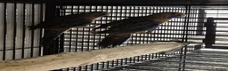 Parakeets birds for sale: Finches canarys doves parakeets parrots  - Advert 9