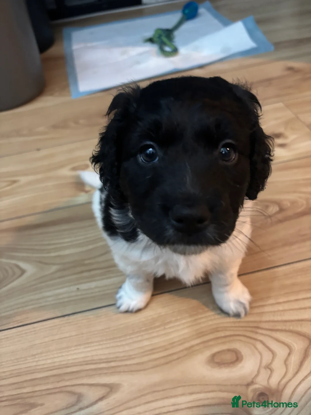 Mixed Breed dogs for sale: Shihpoo puppies - Advert 10