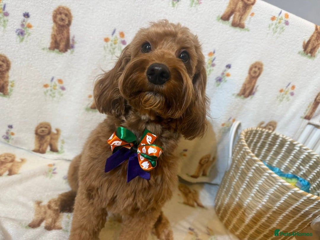 Cockapoo dogs for sale: Beautiful Cockapoo puppies - Advert 5