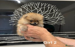 Pomeranian dogs for sale: Mini 500grams Now🔥Teddy Bear Face🧸 - Image 8