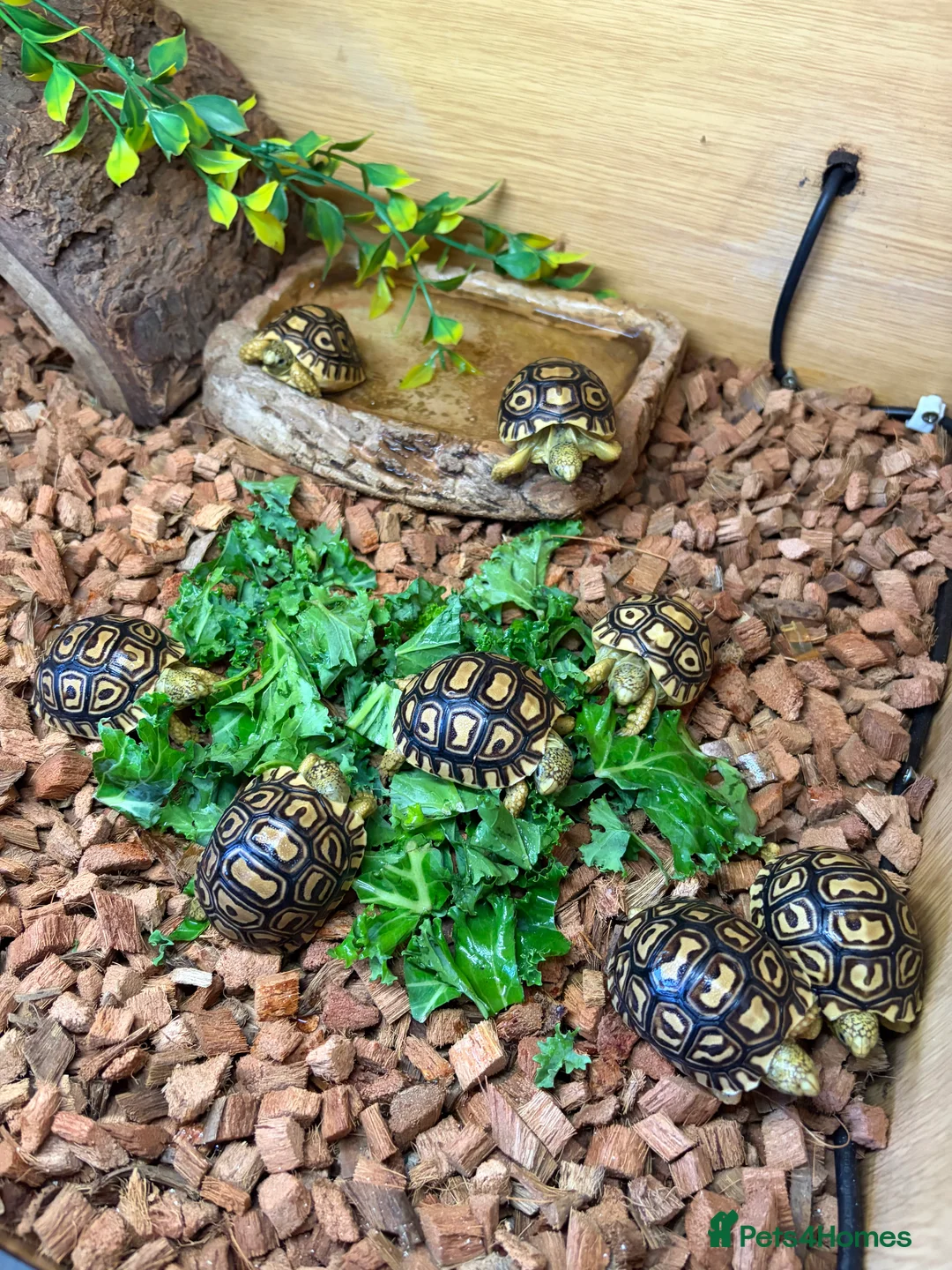 Tortoise reptiles for sale: Leopard Tortoises- Gorgeous Babies!  - Advert 4