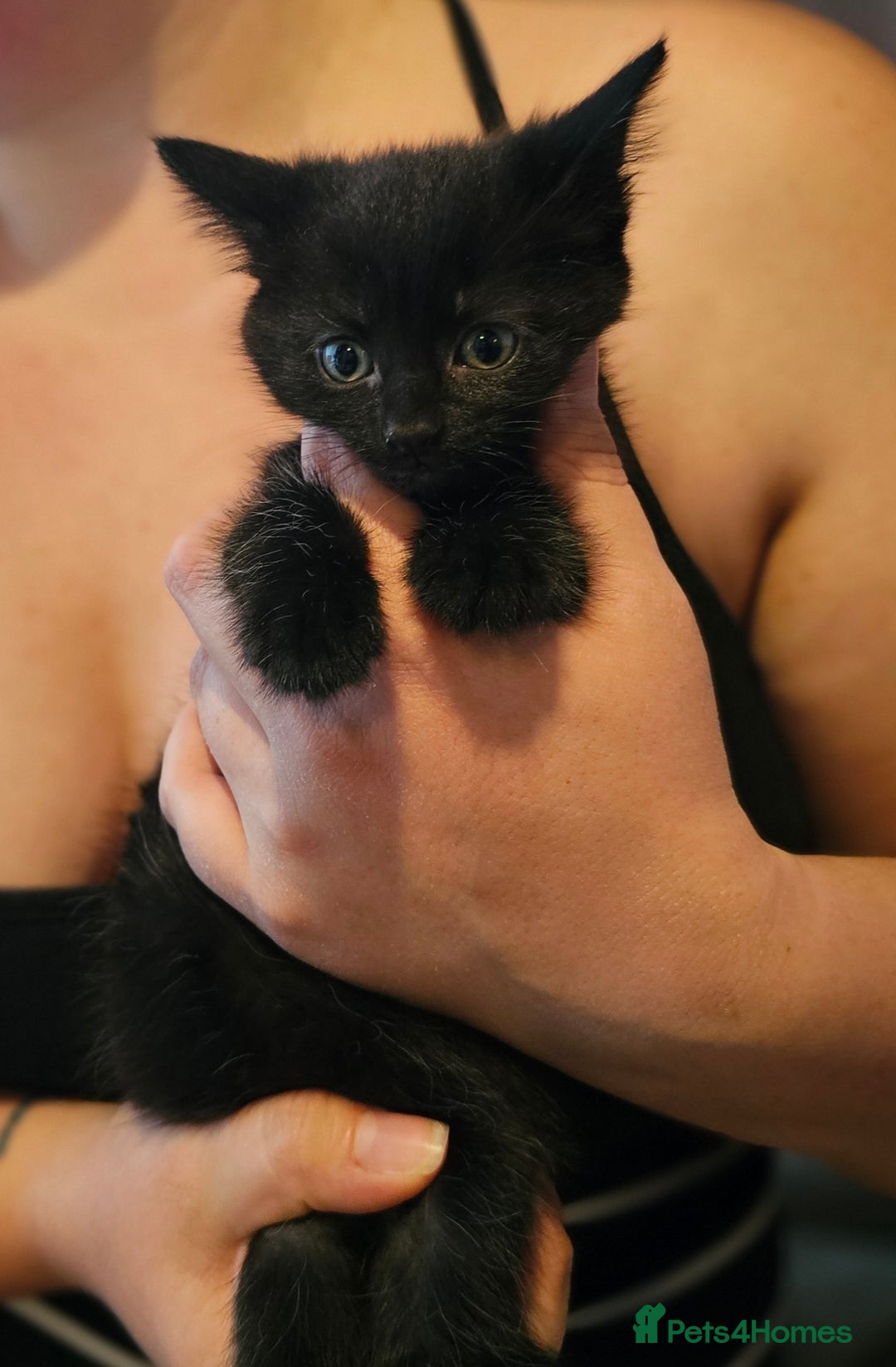 Mixed Breed cats for sale: Ragdoll/Tabby mixed kittens  - Image 3