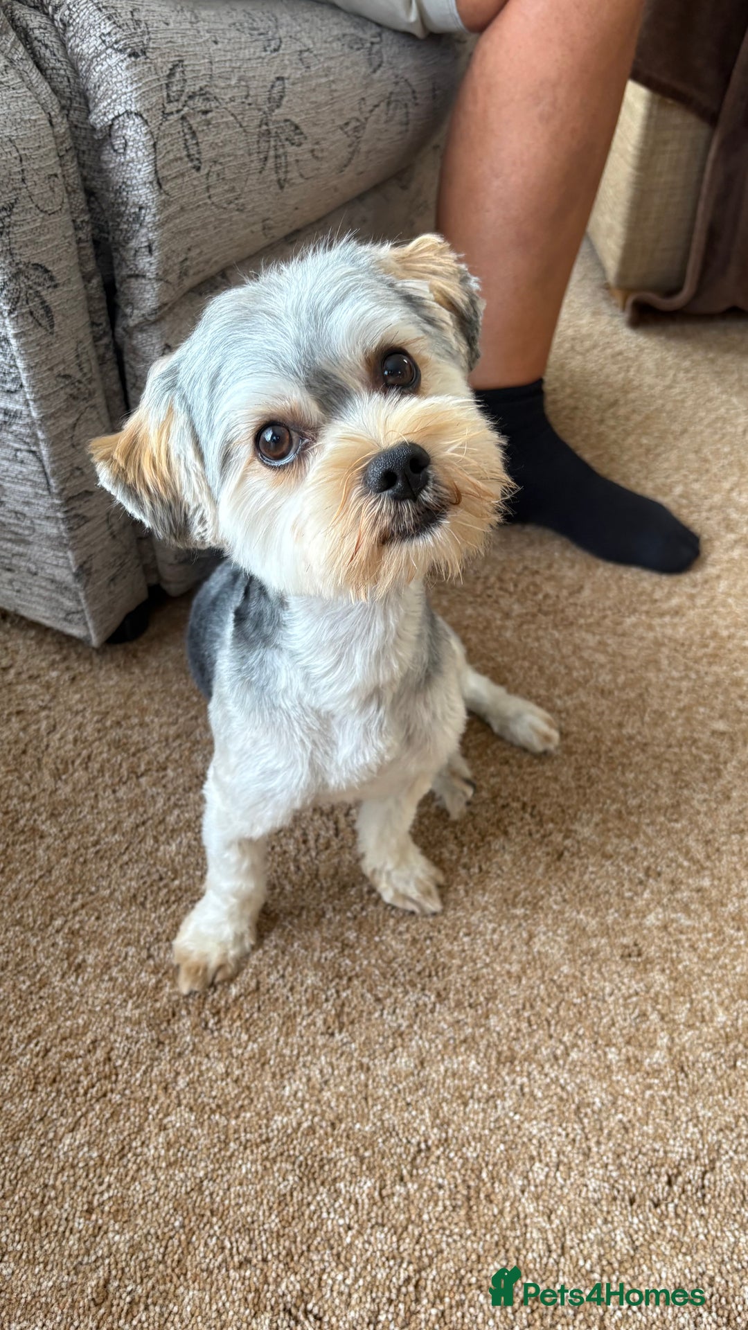 Morkie dogs for stud: Morkie Stud  - Advert 4