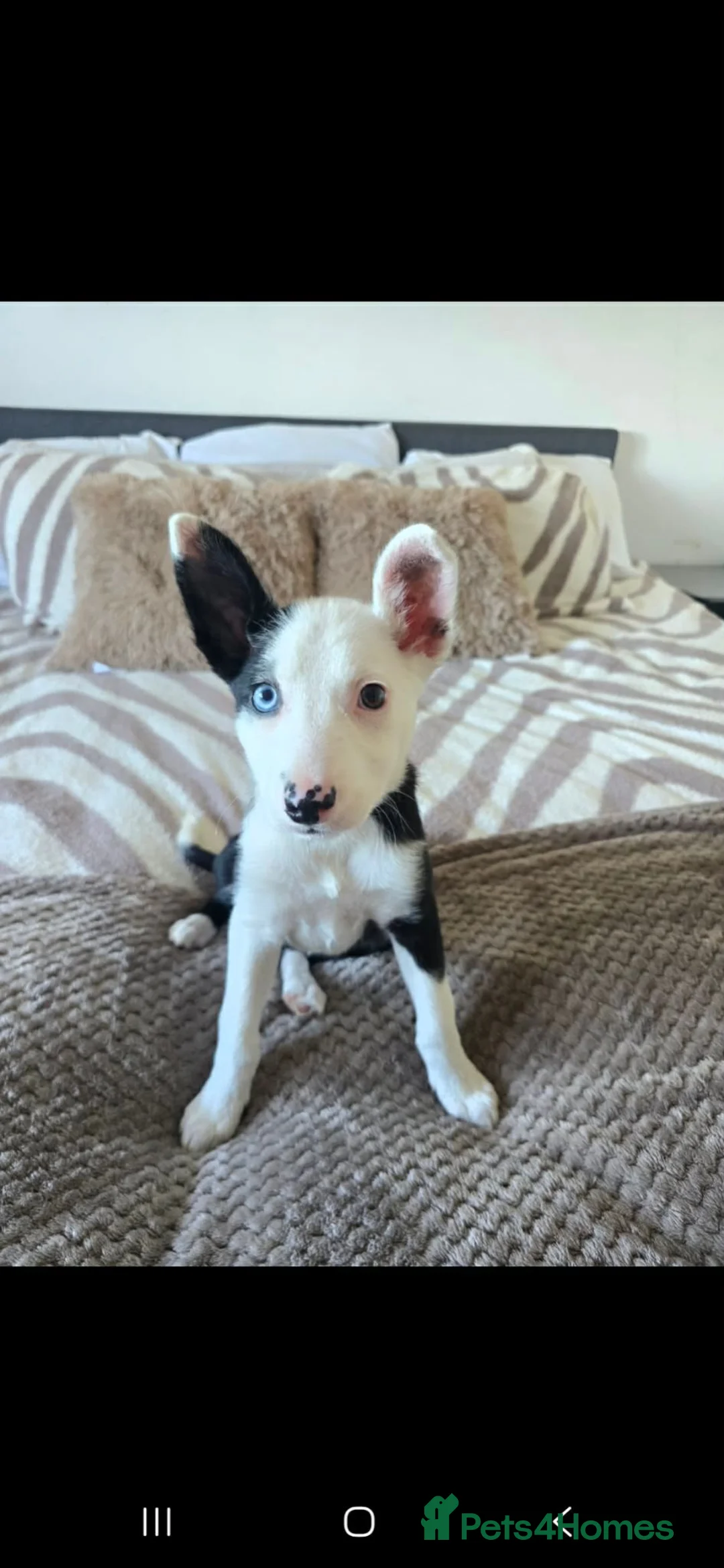 Border Collie dogs for sale: border collie female dog for sale  - Advert 2