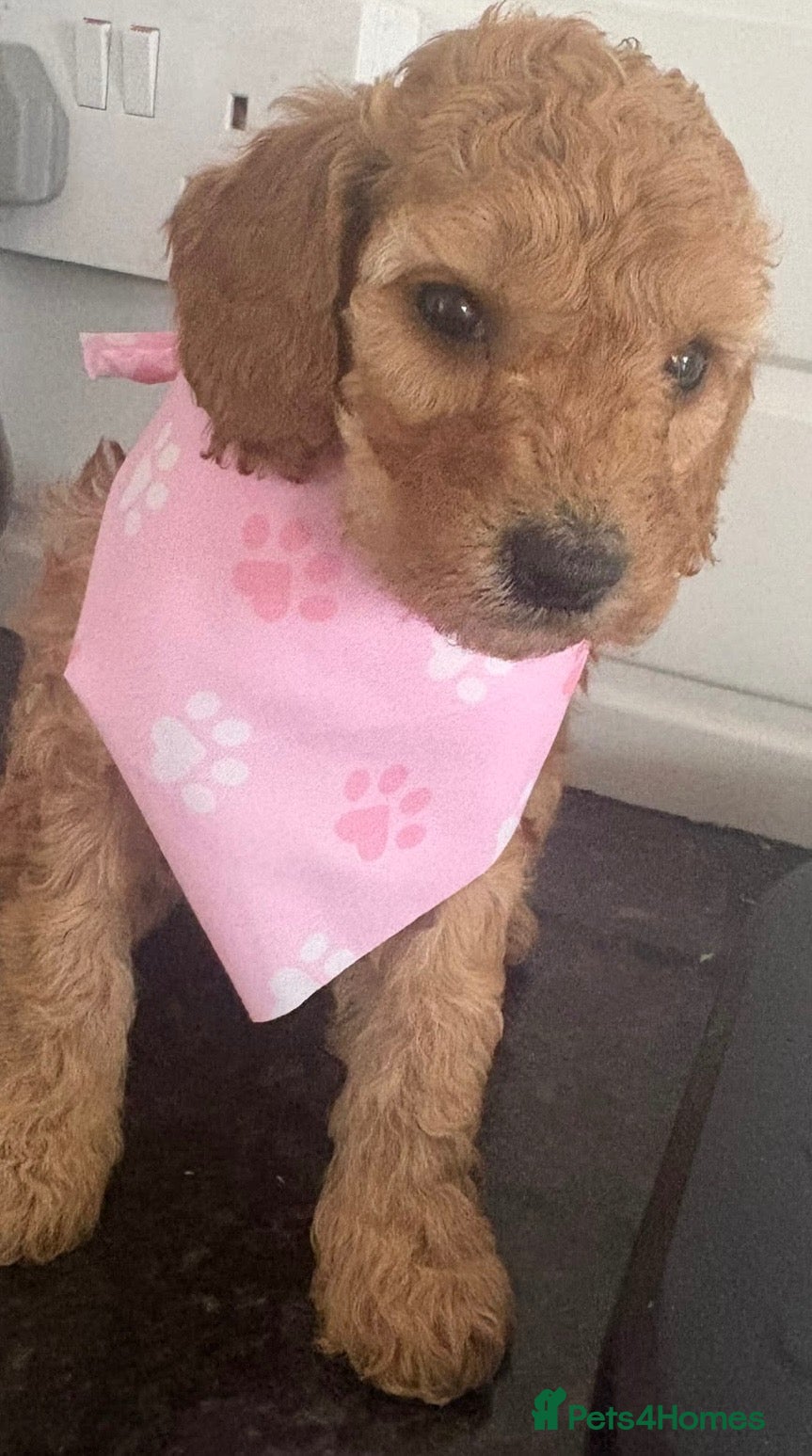 Cockapoo dogs Beautiful Health tested very curly F1b  cockapoo  - Advert 14