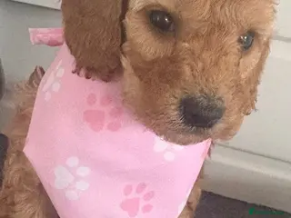 Cockapoo dogs Beautiful Health tested very curly F1b cockapoo - Advert 14