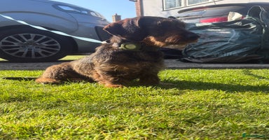Miniature Dachshund dogs - Advert 14