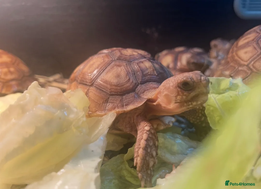 Tortoise reptiles for sale: Baby Sulcata Tortoises & Full Set Ups!! - Advert 6