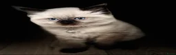 Ragdoll cats for sale: 2 beautiful ragdolls ready for their forever home - Advert 33