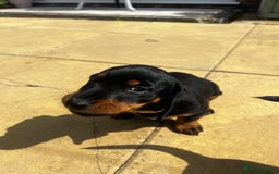 Mixed Breed dogs for sale: 6 stunning jackshund puppies ready to leave now - Image 1