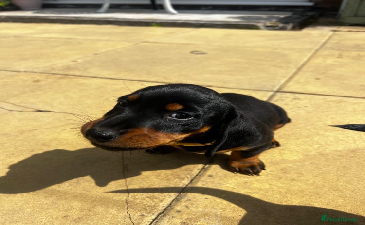 Mixed Breed dogs - Advert 3